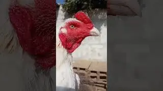 Aseel murgha lover // Yasir birds vlog #shorts