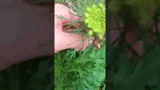 How To Get Carrot Seeds