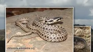 013 Кабиюк