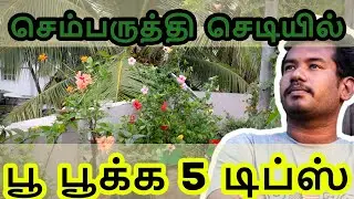 5 Excellent Tips to Get Daily flower in Hibiscus Plant. | தினமும் செம்பருத்தி  பூ பூக்க 5 டிப்ஸ்