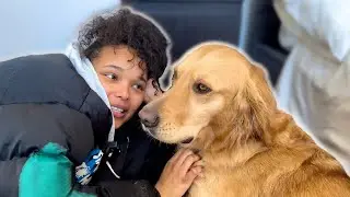 Golden Retriever is Recovering From injured Paw