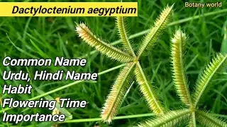Dactyloctenium aegyptium // LOCAL NAME // FLOWERING TIME. // HABIT