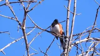 Eastern Towhee singing