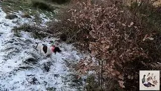Chasse à la bécasse avec un braque français de l'élevage des secrets d'une reine