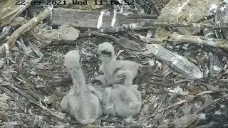 Port_Lincoln Osprey | sibling rivalry |  Three chicks fighting first time in net | 22.09.2021
