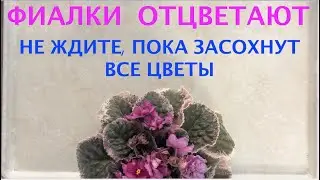 AFRICAN VIOLET has faded. Do not wait for all the flowers to dry.