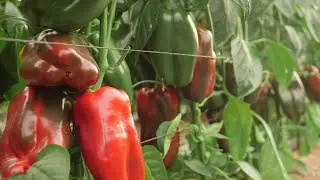 Pimiento Lamuyo rojo Rio Cuatro #SeguimosCercaDeTi