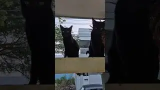my black cats
