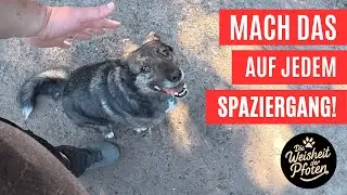 Sitz! So festigst du das Kommando auf dem täglichen Spaziergang