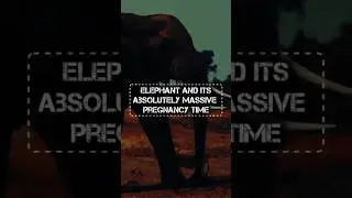 🤰 Longest Pregnancy Ever: 22 MONTHS! (Animal Fact) #shorts #elephant #mammals