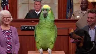 Попугай против собаки в суде &mdash; смешнее, чем кажется 🦜😂 #говорящийпопугай #комедияпропопугая #смеш...