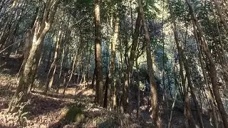 in jungle 🌳🌲