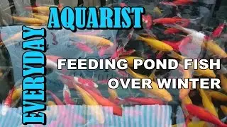 How to Feed Pond Goldfish & Koi in Autumn, Winter, Spring
