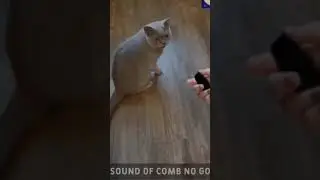 Cat gags by a comb