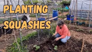 Planting Out LOTS Of  Squash Vegetable  Plants On Our Allotment.
