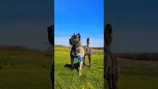 Top 5 Largest Dog Breeds In The World🌎