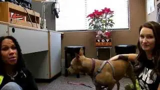 107 Jamz Dog of the Week