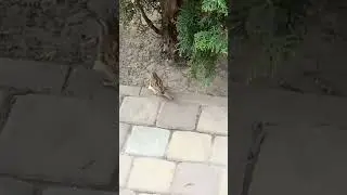 Прикольний горобець обідає булкою. #music #cringe #funny #nature #shorts #ukraine