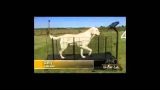 Slow Dog Fast walk on treadmill   Animation ref