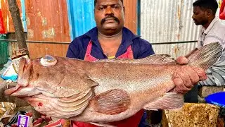 KASIMEDU🔥SPEED SELVAM BIG EYE GROUPPER CUTTING🔥IN KASIMEDU FISH CUTTING🔥
