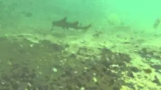 Laguna Bluebelt- Leopard Shark Pups-  Laguna Beach State Marine Reserve