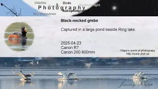 Black necked grebe / Svarthalsad dopping