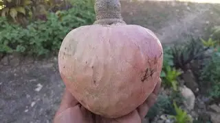 Custard Apple Taste Test! | Custard Apple Fruit Cutting