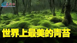 擁有世界上最美的青苔——唐招提寺