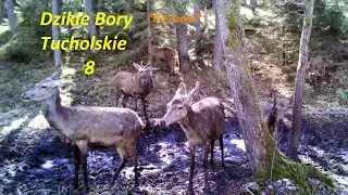 #BoryTucholskie #dzikiezwierzęta #jelenie #Stążka Dzikie Bory Tucholskie 8