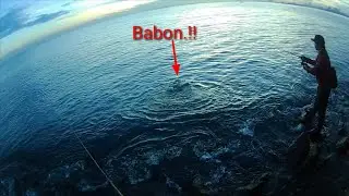 Strike babon Barracuda,, ¡¡!  Mancing casting pagi di muara baru