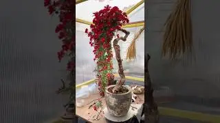 The beauty of bonsai rose flowers tree #flowers #rose #beautiful #bonsaitree