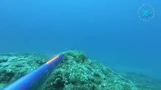 Goldblotch grouper is a prey that you can hunt with various techniques...