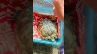 Turtle Needs Sunlight #pet #petlover #sunbath #turtle #essential #vitamind #calcium #uvlight #trend