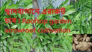 ছাদবাগানে এরারুট চাষ I Rooftop garden arrowroot cultivation #rooftopgarden  #gardening