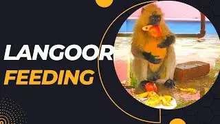 langur feeding!!What food does a langur eat?