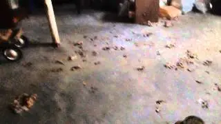 Hounded house part 1