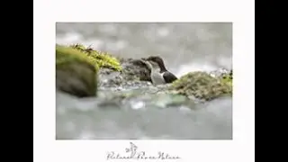 Birdwatching, North Yorkshire, River Esk