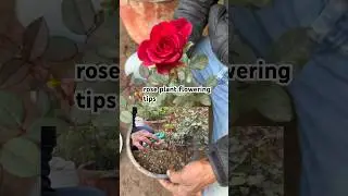 आपके गुलाब के पौधे में भर भर के फूल आएंगे इस चीज को डालने से| #roseplant #roseplantcare #gardening￼￼