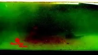 Oxygen storm by Barfin line