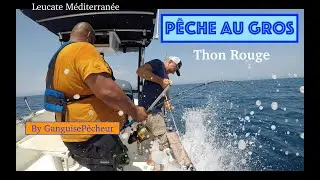 Pêche au Gros (Thon Rouge Broumé ) Leucate