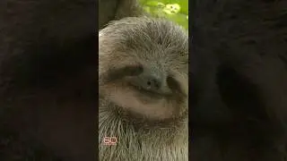 Why do sloths move so slow? #shorts