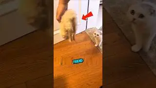 Cat Thinks His Best Friend Died&hellip; Then THIS Happens 😂 #cats #catvideos #funnycats #catlover