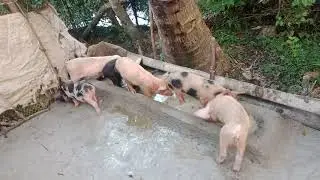 ODISHA PIG FARM 🐖 Contact to both sell and buy All types of pigs 