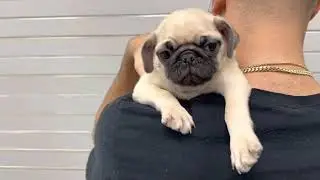 Biggie Pug Clip