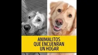 La diferencia entre un perro sin hogar y uno con familia (&iexcl;Adopta!)