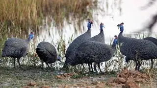 Sustainable Development Goals and the Wildlife Economy