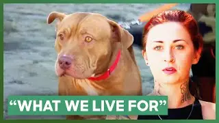 Roadtrip To California With 4 Dogs For Potential Adoptions | Pit Bulls & Parolees