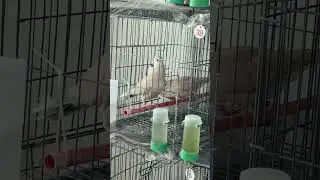 Why does the ringnecked dove keep cooing?