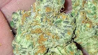 Mendo Breath Flame Train CBD has the best thca. Prove me wrong? a friendly challenge to any company