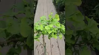 Гинкго двулопастный Пендула на штамбе (Pendula Pa)
